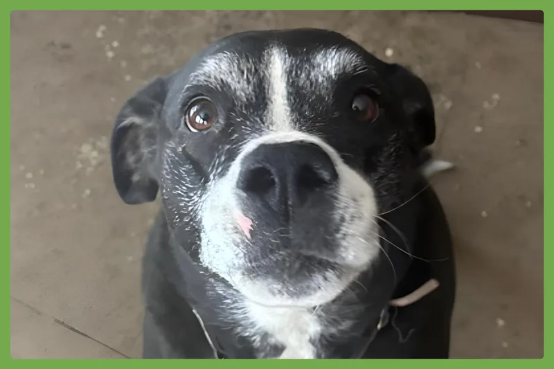 Pickles thumbnail 2