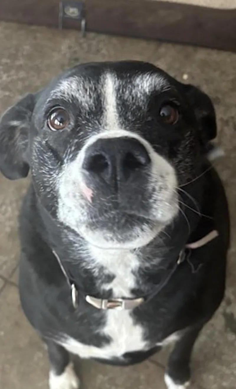 Pickles thumbnail 3