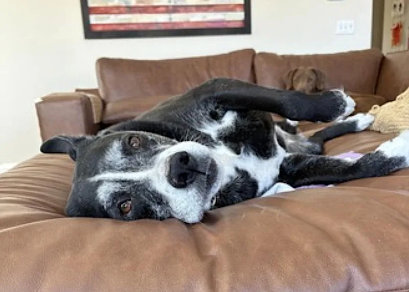 Pickles thumbnail 4