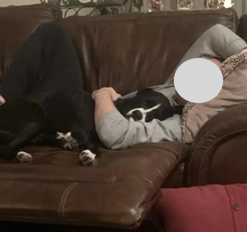 Pickles thumbnail 5