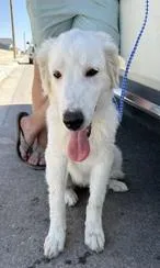 A young large-sized female Great Pyrenees dog named Toe Beans DFW for adoption in Quinlan, TX