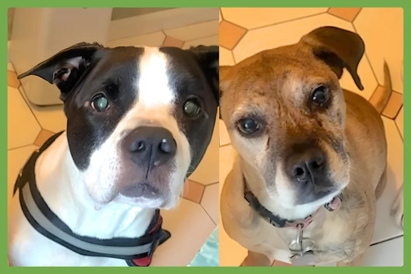 A senior large-sized female Black Pit Bull Terrier dog named Kalle And Maya for adoption in Amherst, MA