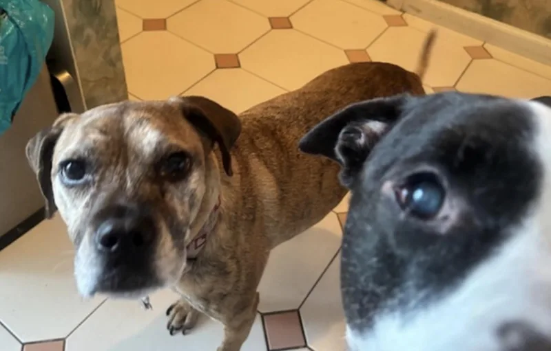 Kalle And Maya thumbnail 4