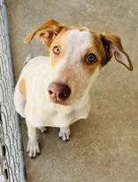 A young medium-sized female Apricot / Beige Australian Cattle Dog / Blue Heeler dog named Toffee for adoption in Cibolo, TX