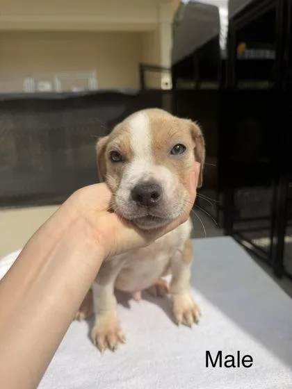 A baby small-sized male Mixed Breed dog named Yarrow for adoption in West Chester, PA