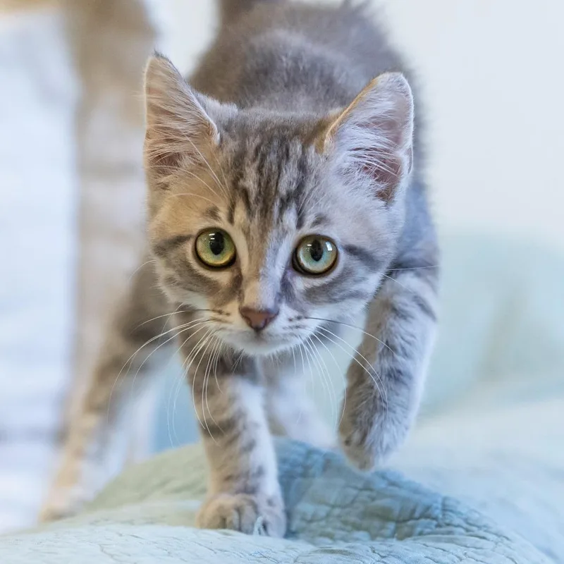 A baby small-sized male Gray / Blue / Silver Domestic Short Hair cat named Chupacabra for adoption in Cartersville, GA