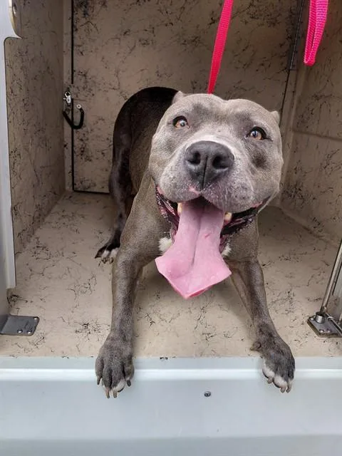 An adult medium-sized female American Staffordshire Terrier dog named Anastasia for adoption in Saint Cloud, FL
