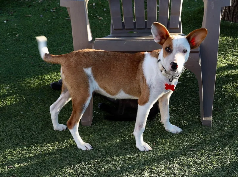 A young medium-sized female Cattle Dog named Josie for adoption in Keller, TX