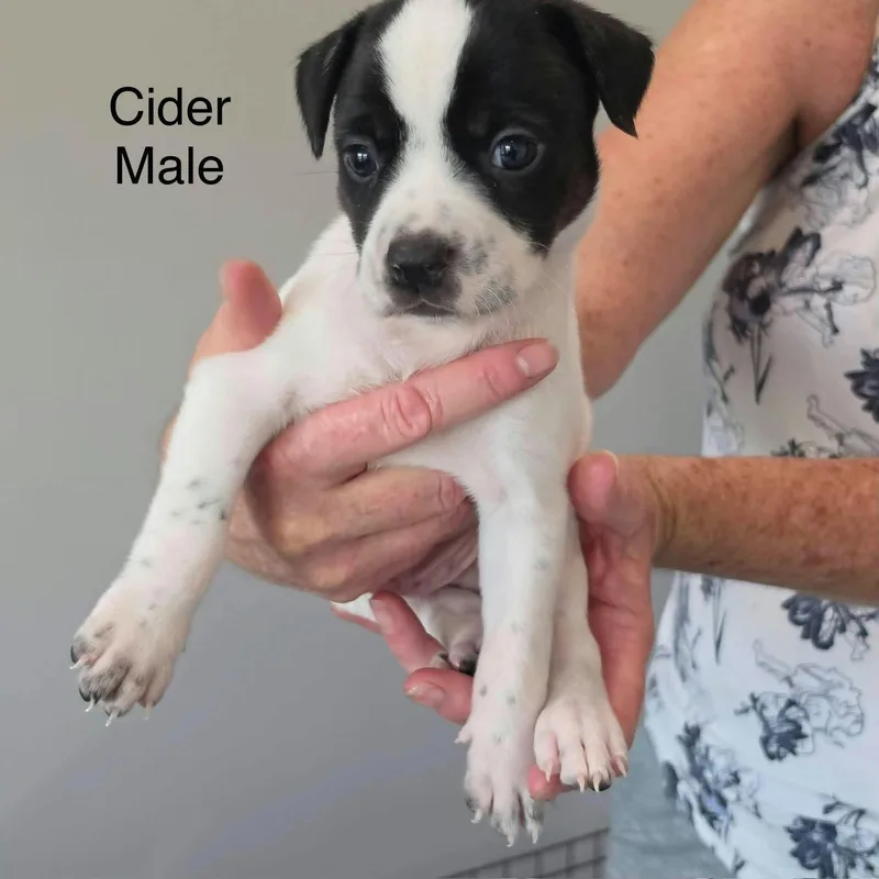 A baby medium-sized male Australian Cattle Dog / Blue Heeler dog named Cider for adoption in PLAINFIELD, CT