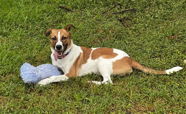 A young large-sized male Mixed Breed dog named Chance for adoption in Dallas, TX