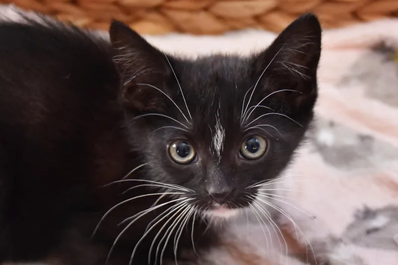 A baby medium-sized female Black & White / Tuxedo Domestic Short Hair cat named Clover for adoption in Georgetown, OH