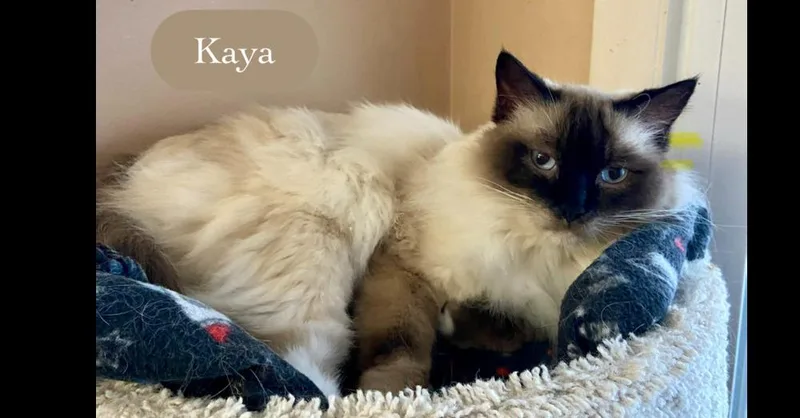 An adult medium-sized female Cream / Ivory Siamese cat named Kaya for adoption in Chalfont, PA