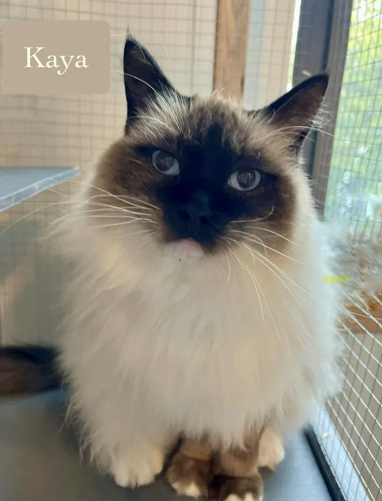 Kaya thumbnail 2