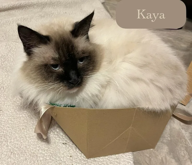 Kaya thumbnail 3