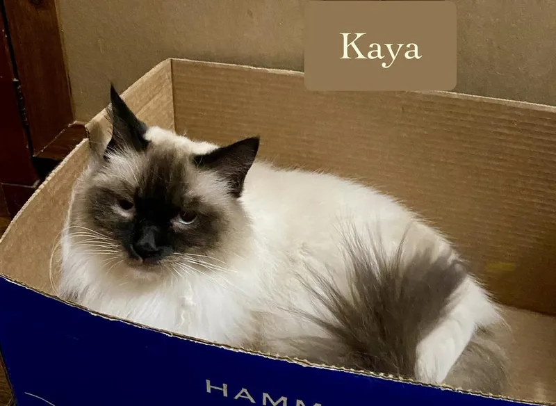 Kaya thumbnail 4