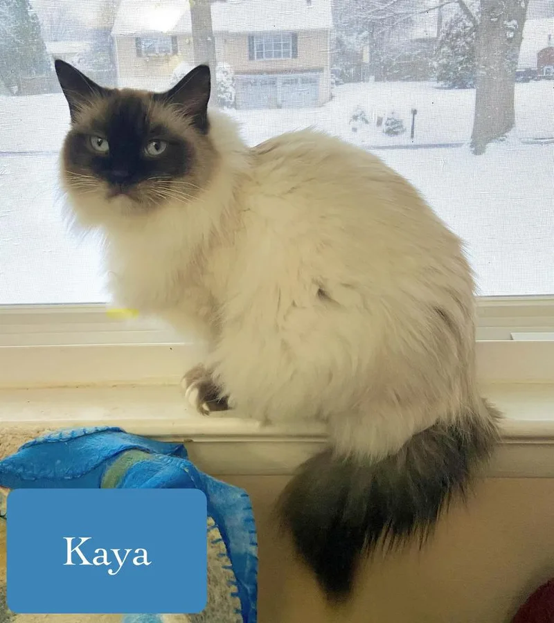 Kaya thumbnail 5