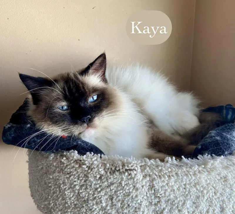 Kaya thumbnail 6