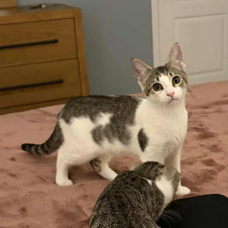 Buttercup thumbnail 4