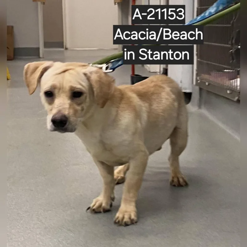 An adult small-sized female Yellow / Tan / Blond / Fawn Dachshund dog named Wagsstray for adoption in Westminster, CA