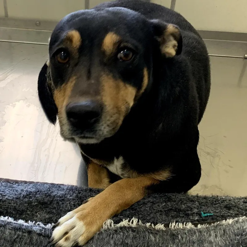 Little Miss Muffet thumbnail 2