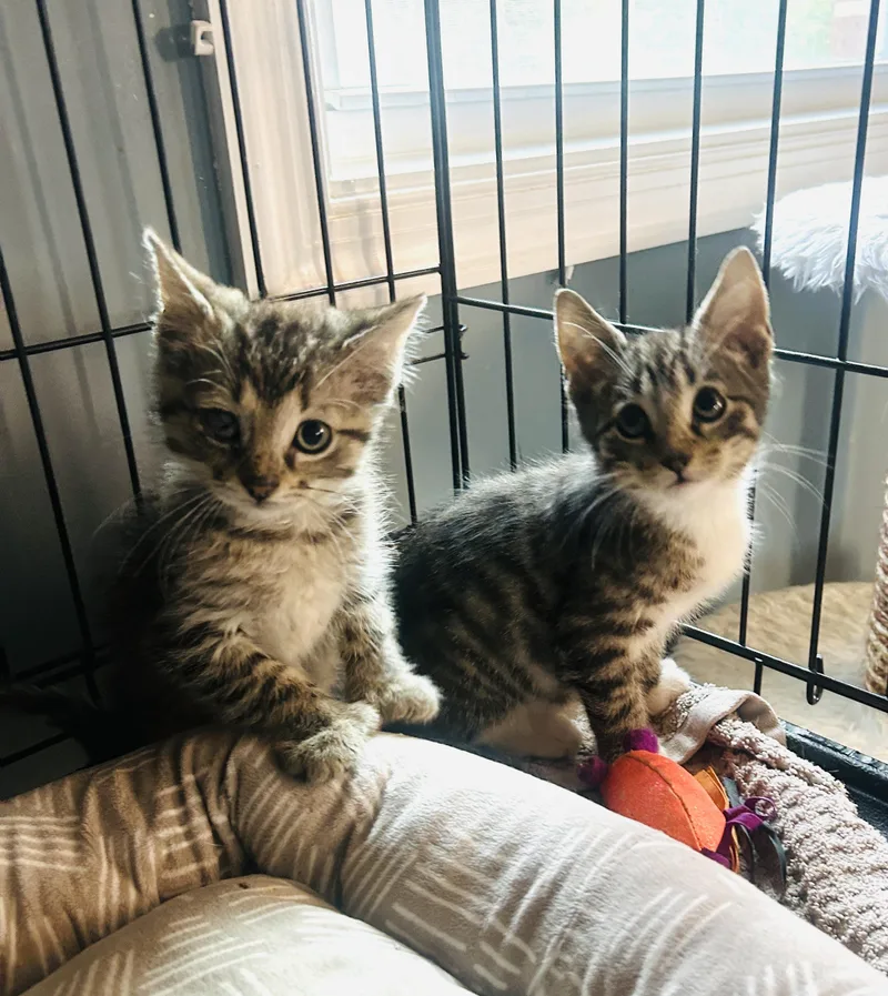 A baby medium-sized male Tabby (Brown / Chocolate) Domestic Short Hair cat named Oliver and Sammy for adoption in Fairfax, VA
