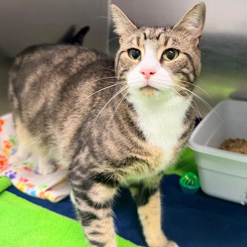 An adult medium-sized female Brown / Chocolate Domestic Short Hair cat named Puff for adoption in Newark, NJ