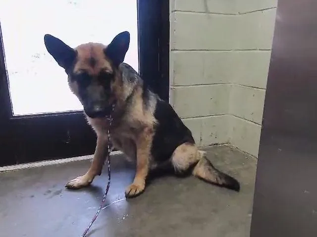 A young large-sized female German Shepherd Dog dog named Solara for adoption in Tulsa, OK