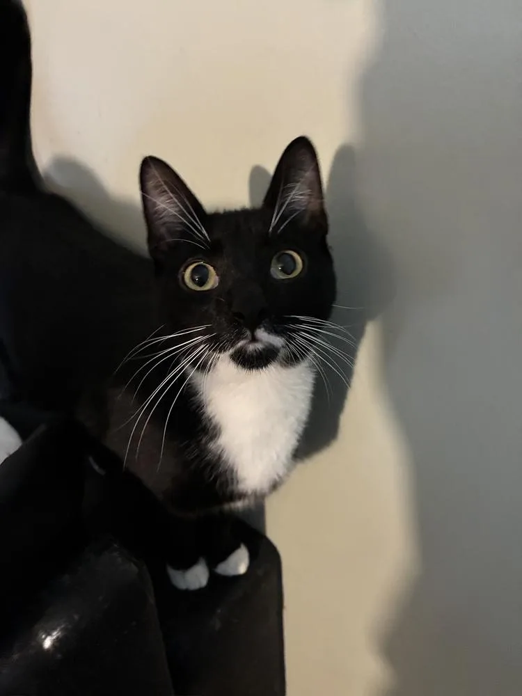 A baby medium-sized male Black & White / Tuxedo Domestic Short Hair cat named Stunner Stashe for adoption in Randolph, MA