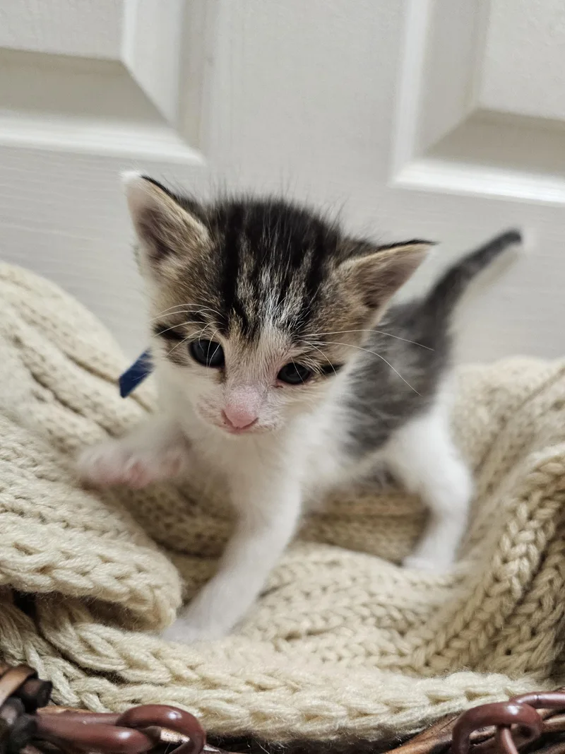 A baby medium-sized female Tabby (Brown / Chocolate) Domestic Short Hair cat named Potato Salad for adoption in Fruit Heights, UT