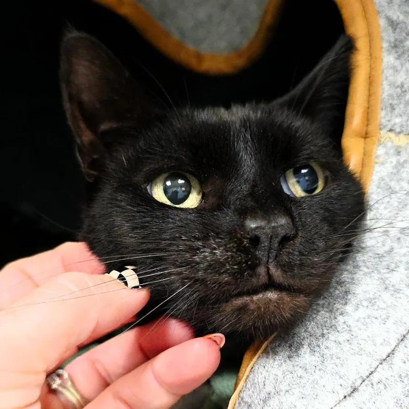 An adult medium-sized female Black Domestic Short Hair cat named Twilight for adoption in Michigan City, IN