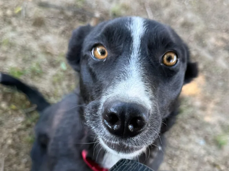 An adult medium-sized female Black Border Collie dog named Hope for adoption in Chestertown, MD