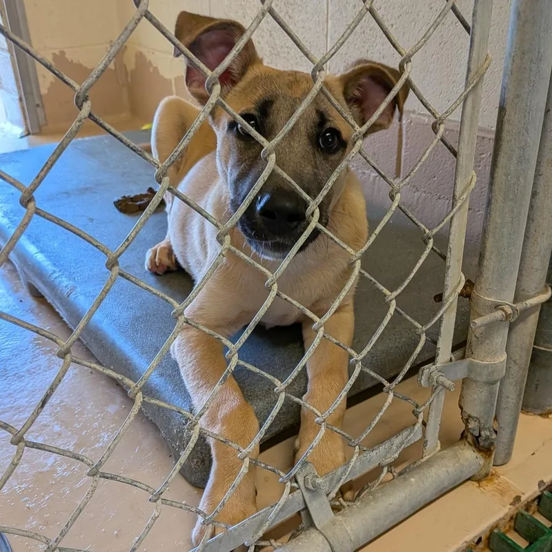 A baby medium-sized male Yellow / Tan / Blond / Fawn Shepherd dog named Tate for adoption in Fairfax Station, VA