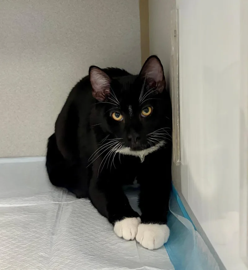 A baby medium-sized male Black & White / Tuxedo Domestic Short Hair cat named Two Tone for adoption in Winter Haven, FL