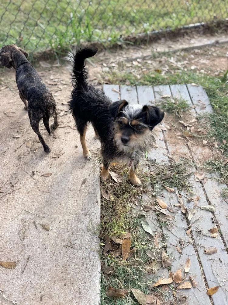 An adult small-sized male Gray / Blue / Silver Yorkshire Terrier dog named Rocco for adoption in Richmond, TX