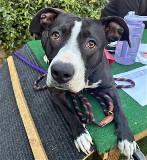 A young medium-sized female Pit Bull Terrier dog named Morticia for adoption in San Jose, CA