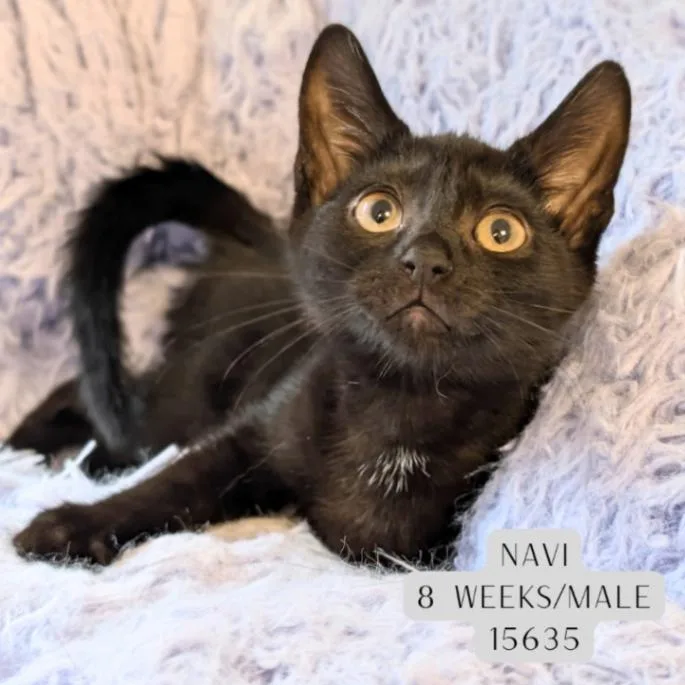 A young medium-sized male Black Domestic Short Hair cat named Navi for adoption in Supply, NC