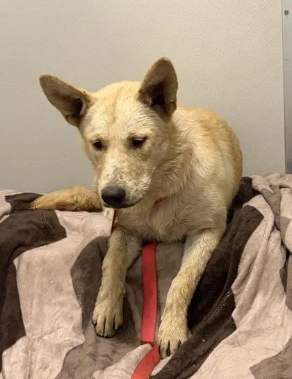 A young large-sized female Husky dog named Wolf for adoption in Fresno, CA