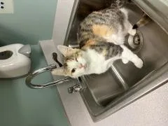 A young medium-sized female Domestic Short Hair cat named Lainey for adoption in Chillicothe, OH