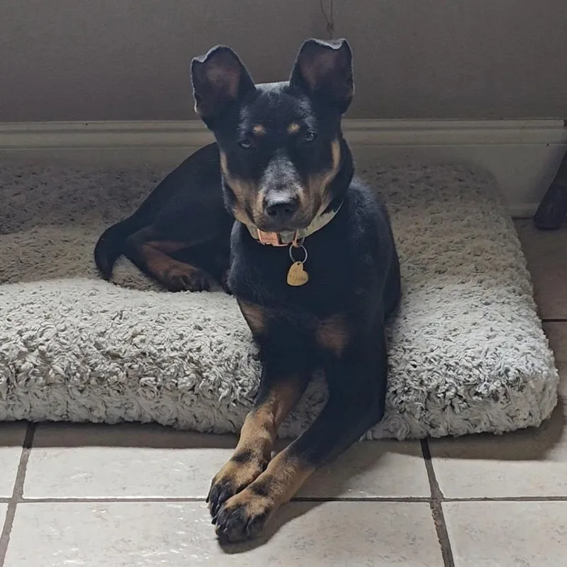A young medium-sized female Black Cattle Dog dog named Peppy aka Kiko for adoption in Waggaman, LA