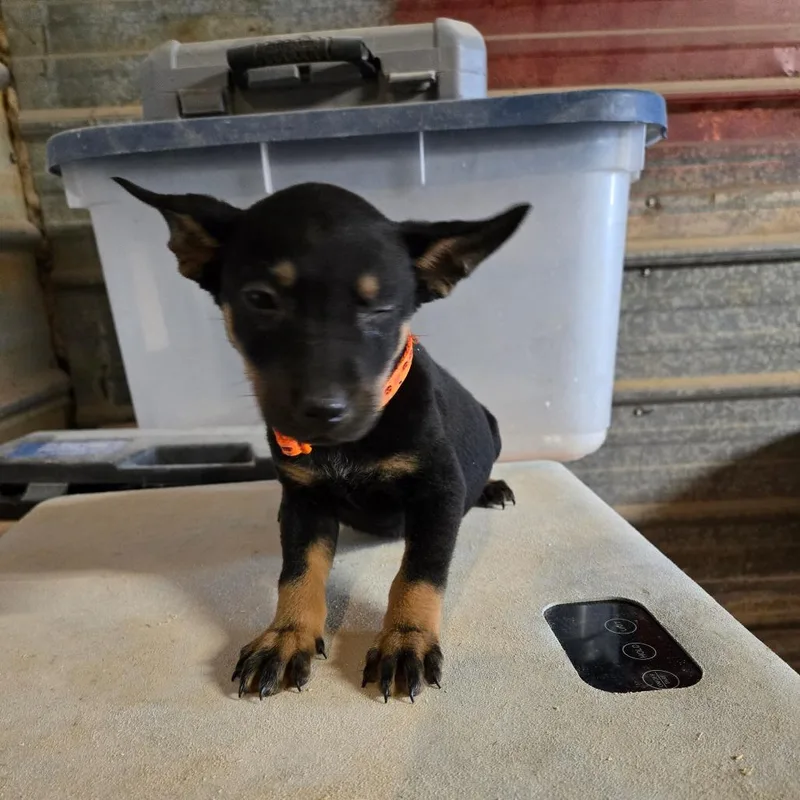 Peppy aka Kiko thumbnail 2