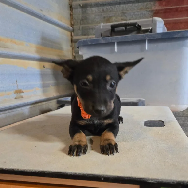 Peppy aka Kiko thumbnail 3