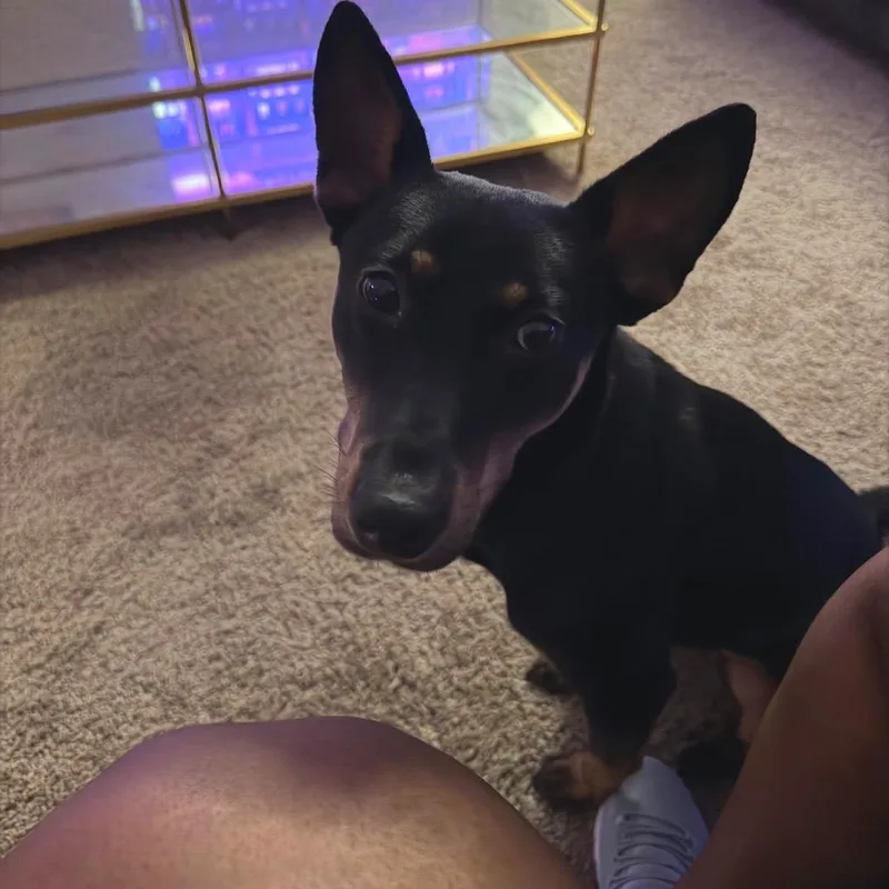 Peppy aka Kiko thumbnail 5