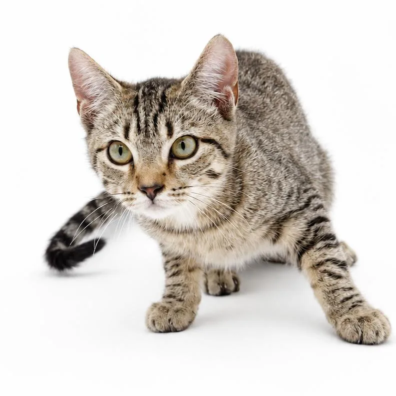 A baby small-sized male Bengal cat named Baby is a TOTAL for adoption in Bedford Hills, NY
