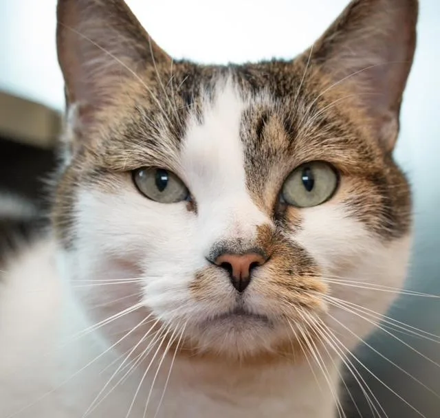 A senior medium-sized female Domestic Short Hair cat named Rosita for adoption in Boston, MA