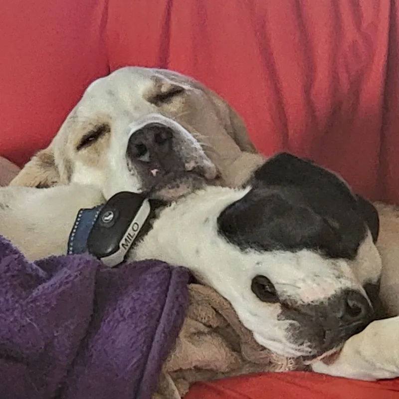 Lil Milo thumbnail 4