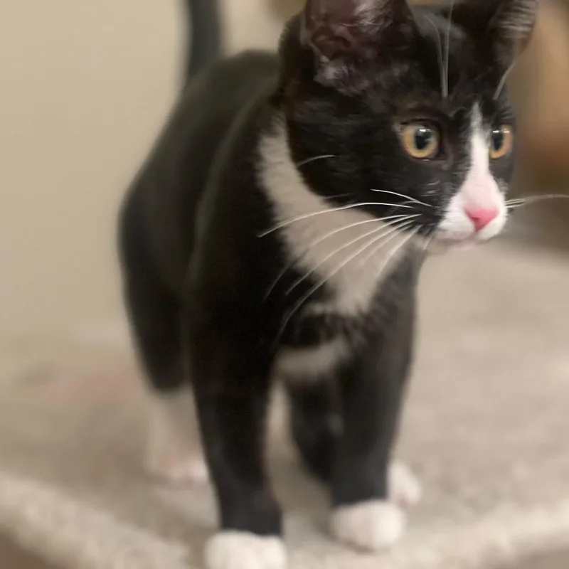 A baby small-sized male White Domestic Short Hair cat named Sire for adoption in Las Vegas, NV