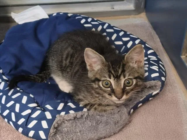 A baby small-sized male Domestic Short Hair cat named Viento for adoption in Tracy, CA