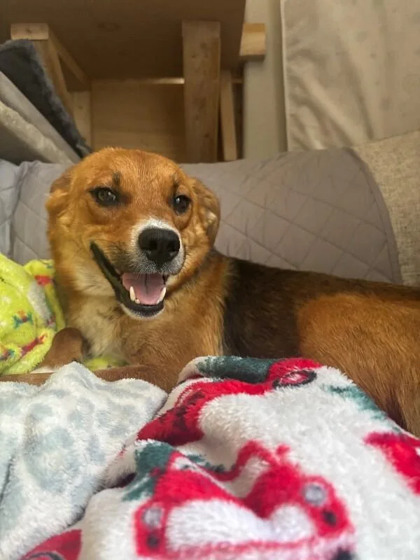An adult medium-sized female Yellow / Tan / Blond / Fawn Australian Cattle Dog / Blue Heeler dog named Jersey for adoption in renton, WA