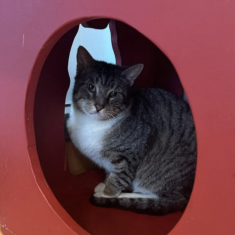 An adult large-sized male Domestic Short Hair cat named Albondigas for adoption in Burlingame, CA