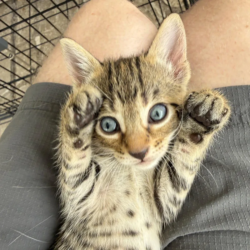 A baby medium-sized female Domestic Short Hair cat named Wanda for adoption in St. Cloud, FL